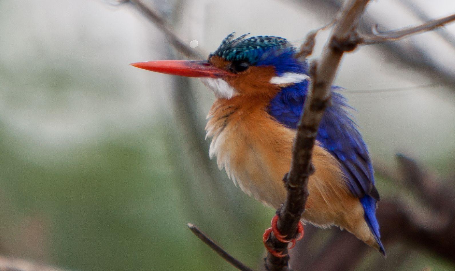 Day 8: Lake Nakuru National Park 4