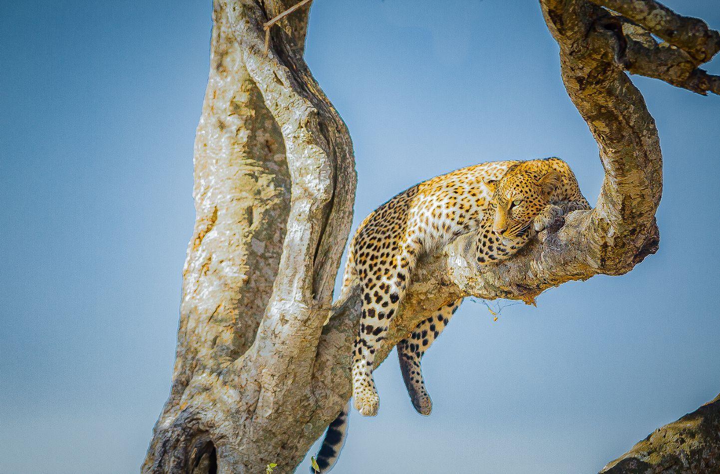 Day 4: Transfer to Masai Mara 2