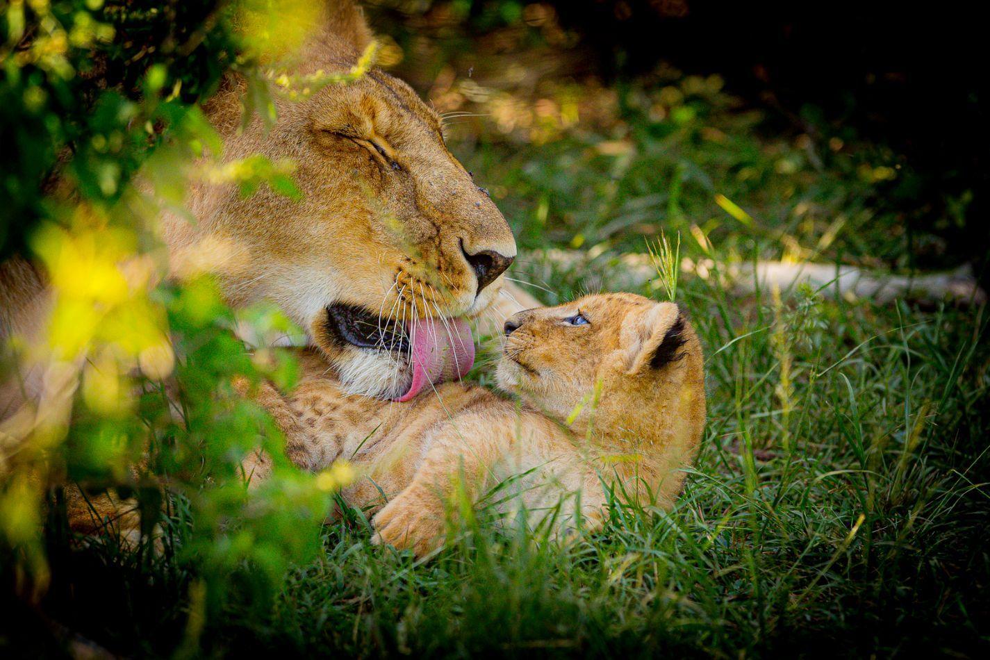 Day 5: Full-Day Masai Mara Game Drives 3