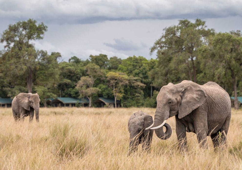 Day 6: Masai Mara Wildlife Exploration 1