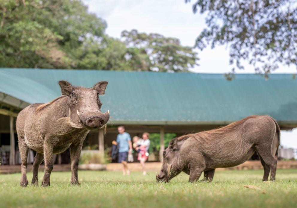 Day 6: Masai Mara Wildlife Exploration 3
